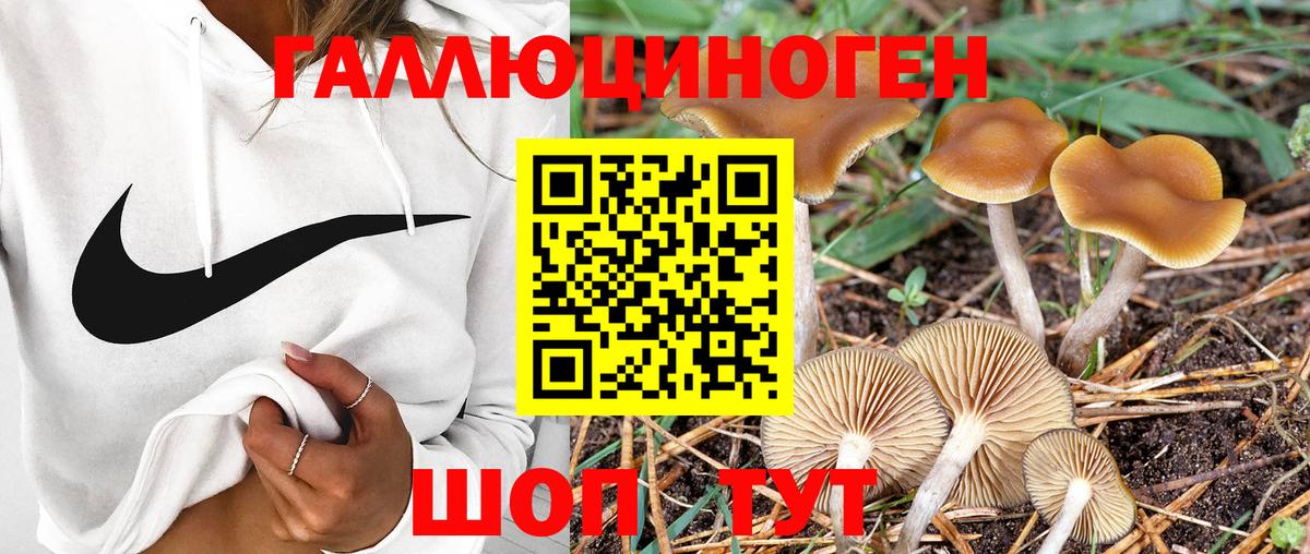 Псилоцибиновые грибы Psilocybe  Вход с VPN  Избербаш 